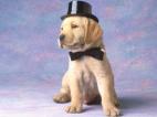 chien trop beau!
