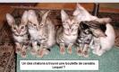 Trop c'est chats!!!