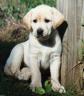 Chien magnifique!!!